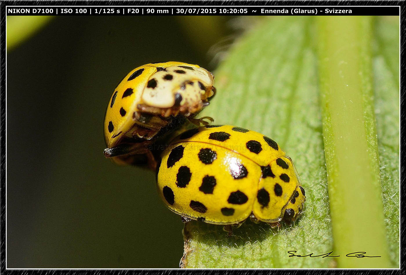 Psyllobora vigintiduopunctata ♂♀